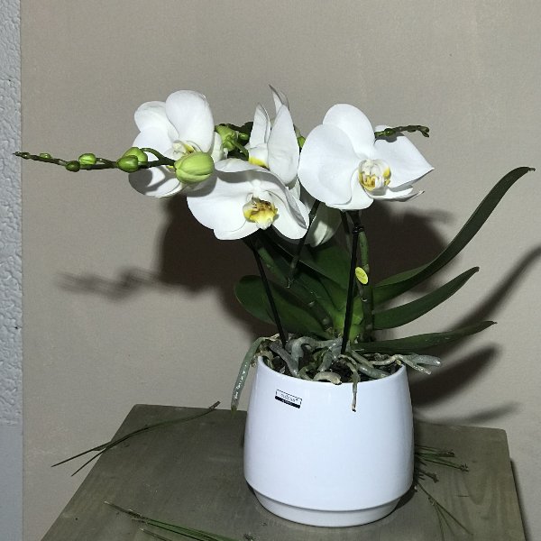 Orchidee mit Topf Bild 1