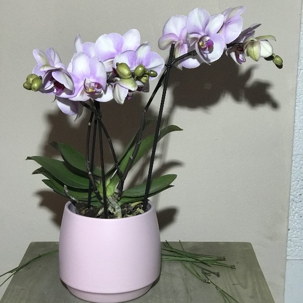 Orchidee mit Topf Bild 2